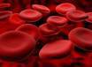 sangue