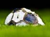 Calcioscommesse
